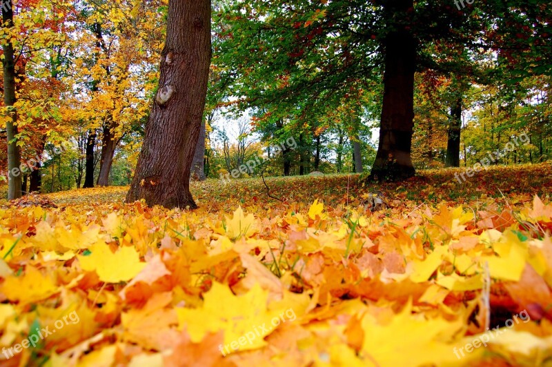 Autumn Maple Leaf Park Tree