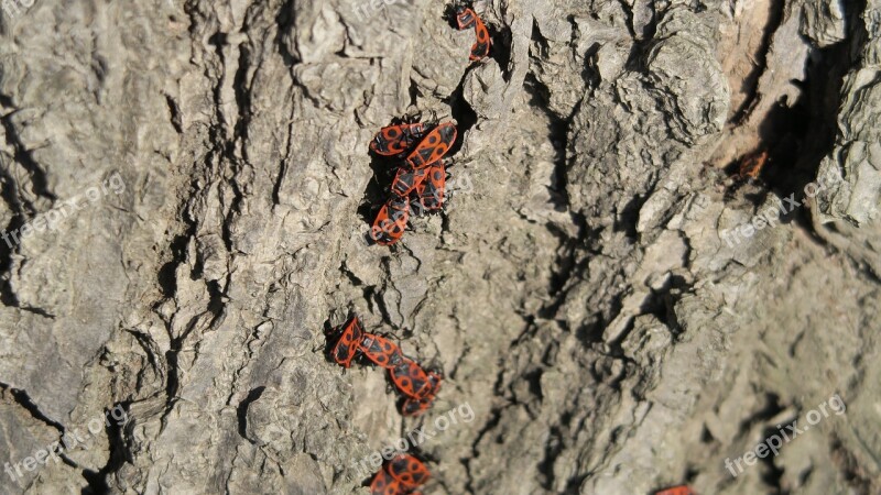 Spring Beetles Nature Trees Free Photos