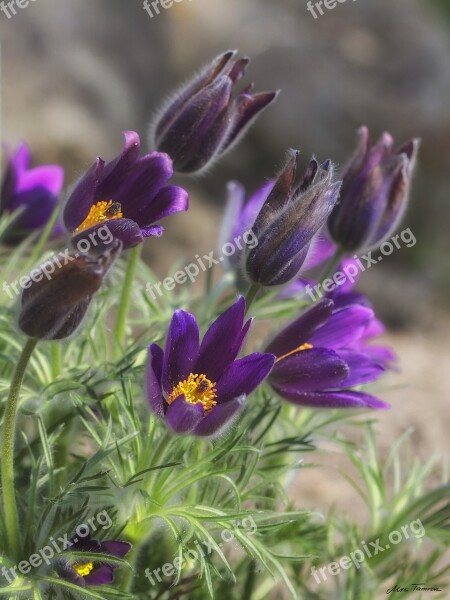 Nature Flower Plant Garden Close Up