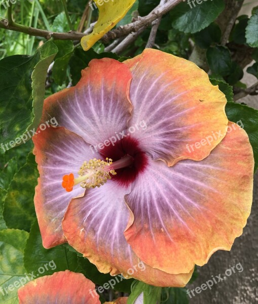 Hibiscus Orange Petals Orange Orange Flower Garden