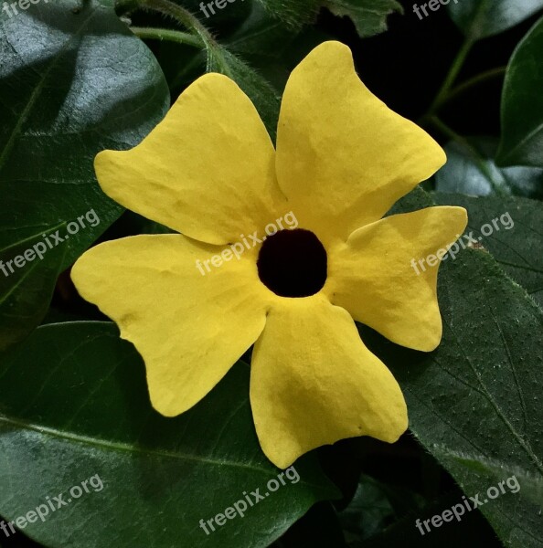 Yellow Flower Petals Yellow Flower Yellow Petals