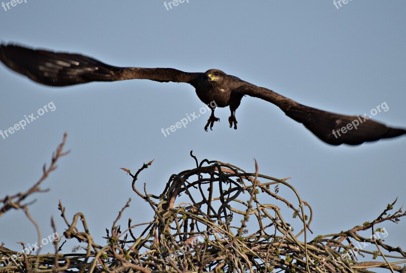 Bird Wildlife Nature Animal Outdoors