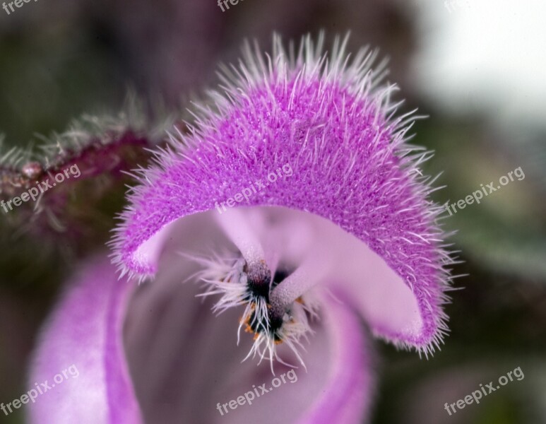 Nature Flower Flora Closeup Wild