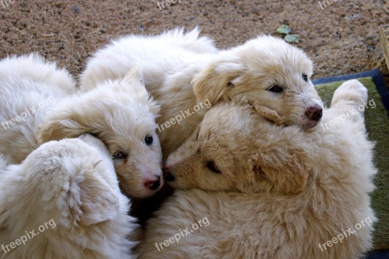 Maremmano Sheepdog Maremma Dog Dogs