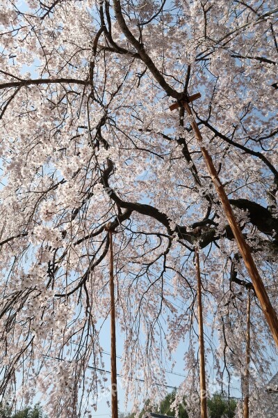 Wood Branch Seasonal Natural Cherry Blossoms