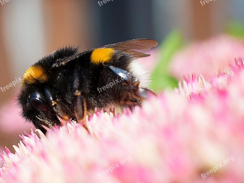 Hummel Macro Close-up Photography Landscape Animal World