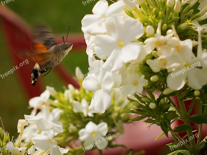 Hummingbird Hawk Moth Butterfly Dove Tail Moth Owls