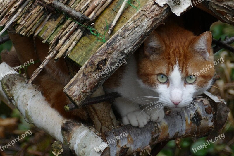 Cat Pet Mammal Fauna Birdhouse