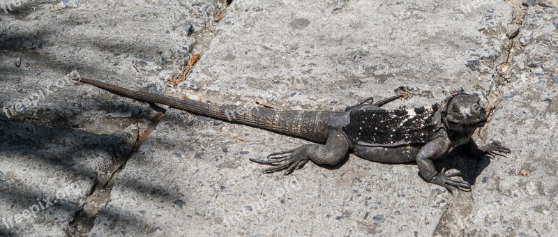 Endangered Black Iguana Reptile Nature Lizard