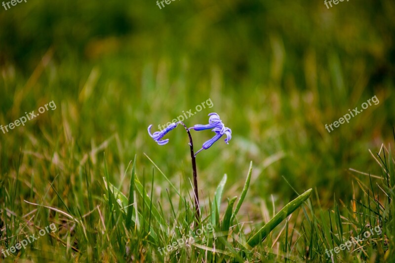 Grass Nature Outdoors Hayfield Summer