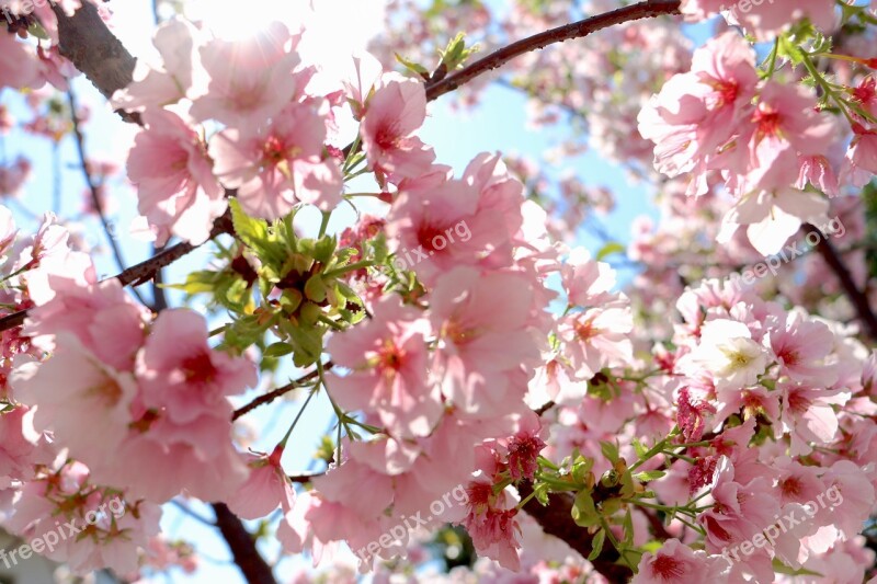 Flower Cherry Wood Branch Tree Free Photos