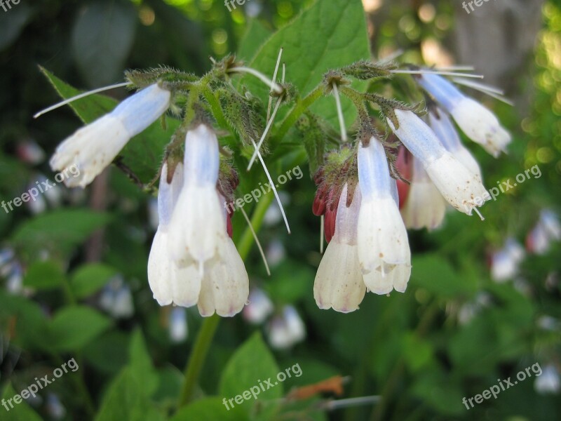 Nature Outdoors Flower Leaf Flora