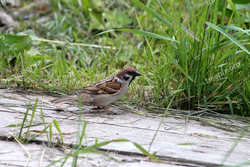 Sparrow Passer Montanus Bird Nature Living Nature