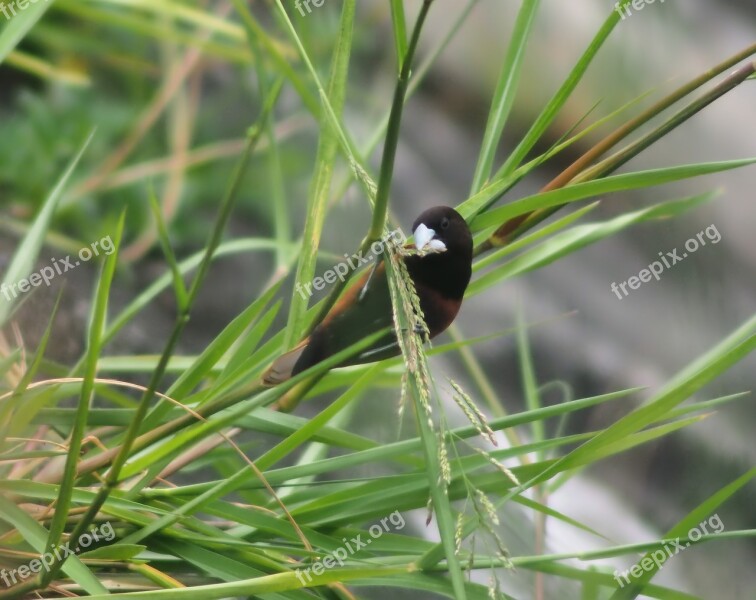 Nature Wildlife Outdoors Bird Animal