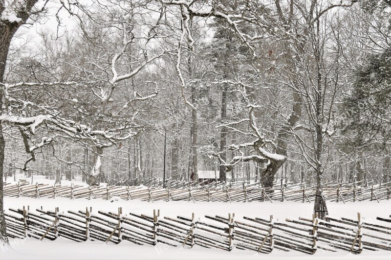 Winter Snow Tree Wood Cold