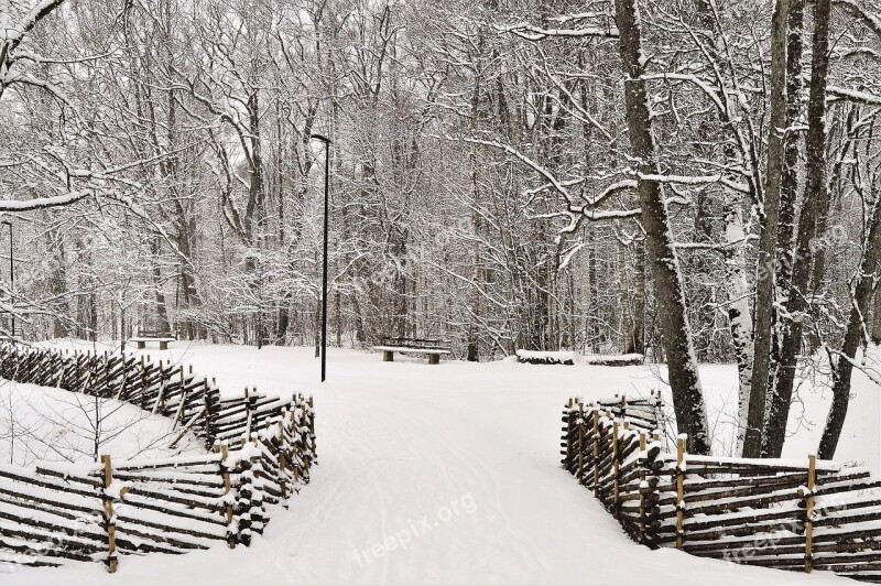 Winter Snow Tree Wood Cold