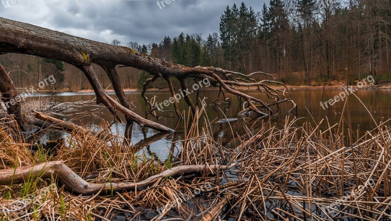 Nature Wood Tree Waters Landscape