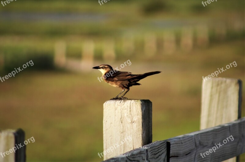 Bird Outdoors Wildlife Nature Animal