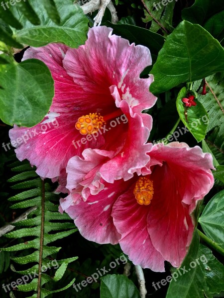 Hibiscus Red Ibisco Pink Ibisco Flower Spring