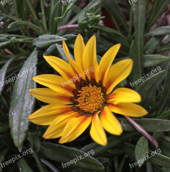 Yellow Flower Petals Yellow Flower Yellow Nature