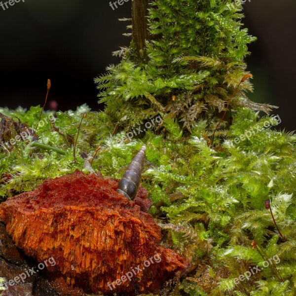 Mushroom Moss Snail Age Fungal Forest Floor