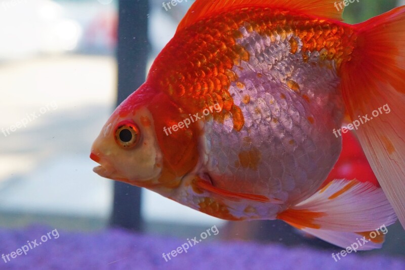 Fish Aquarium Underwater Goldfish Nature