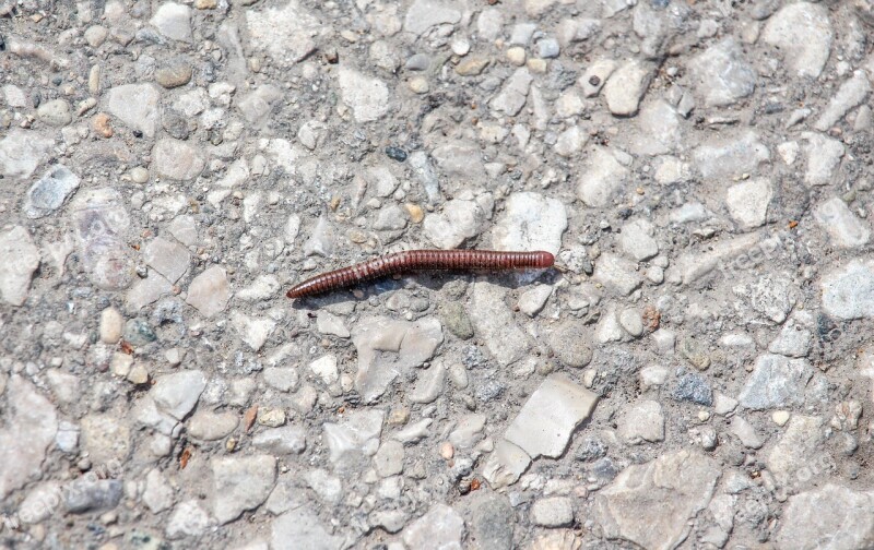 Millipede Stone Nature Desktop Free Photos