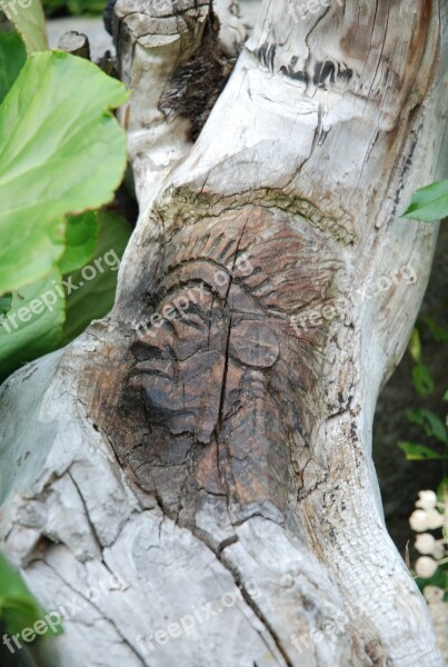 Tree Nature Wood Indians Head