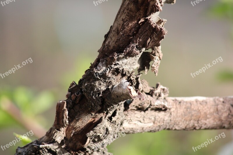 Nature Tree Outdoors Living Nature Wood