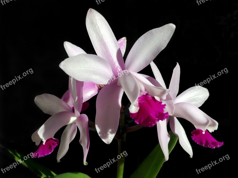 Flower Flora Nature Orchid White