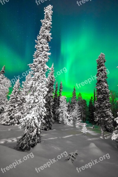 Tree Nature Winter Cold Northern Lights