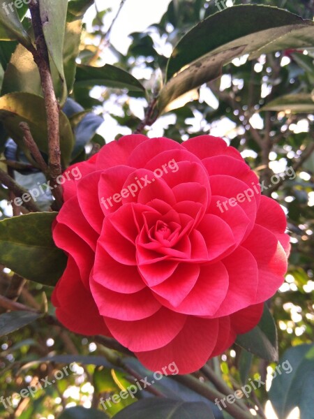 Plant Camellia Free Photos