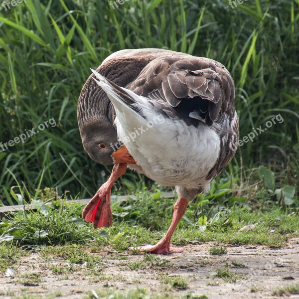 Goose Greylag Goose Plumage Body Care Bird