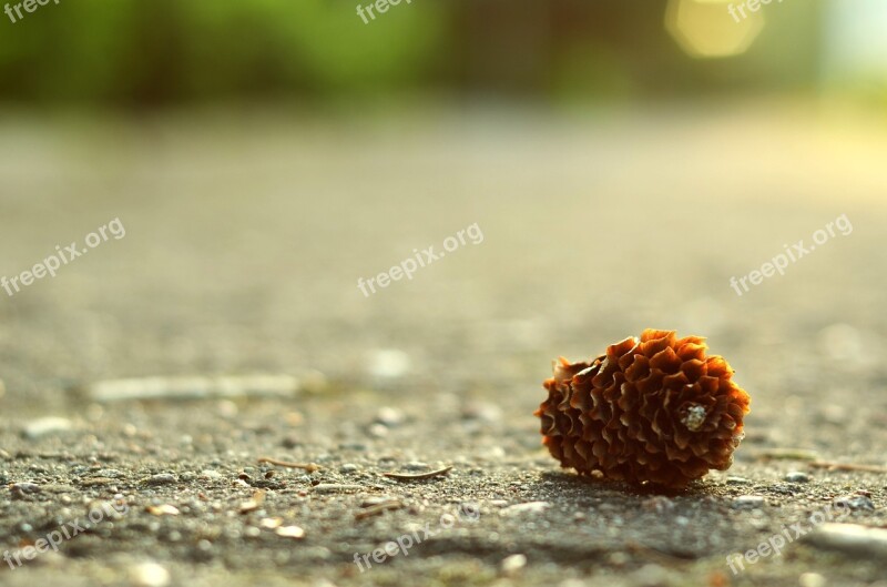 Nature Outdoors Cone Pine Summer