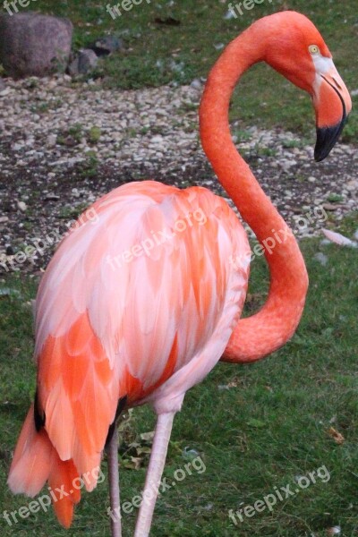 Flamingo Bird Nature Feather Beak