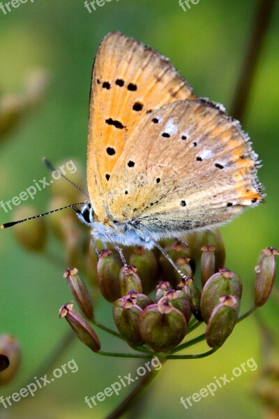 Insect Butterfly Day Nature At The Court Of Free Photos