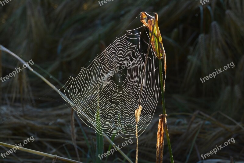 Nature Animal Life Birds Animals Outdoor