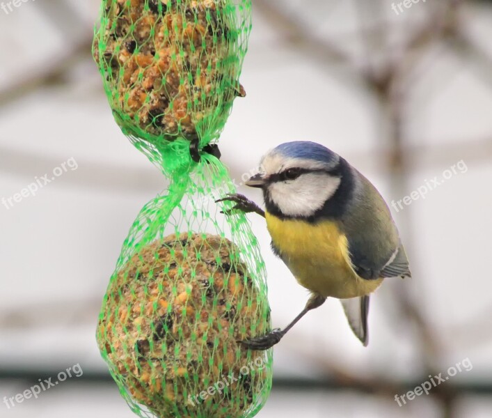 Blue Tit Tit Feed Bird Seed Bird