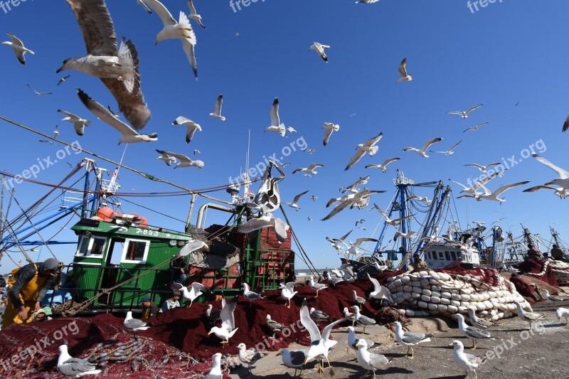 Sky Gulls Sea Birds Fishing Vessel Safety Net