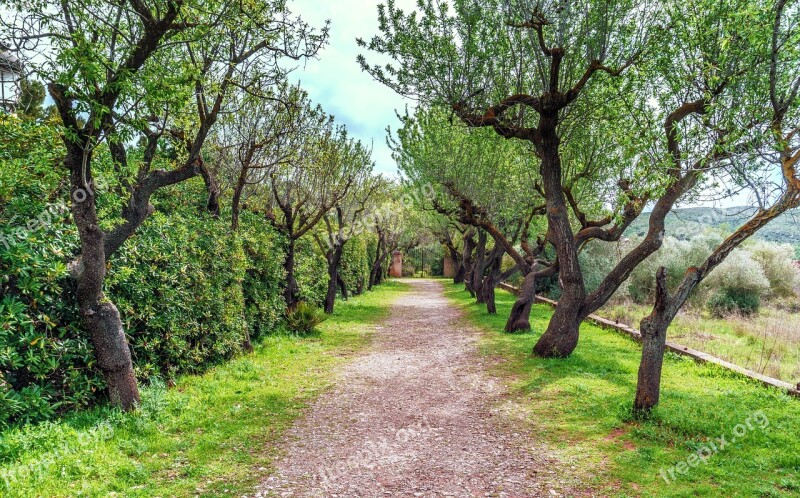 Arboleda Walk Tree Nature Landscape