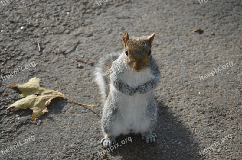 Squirrel Grey Hyde Park Park Sciurus