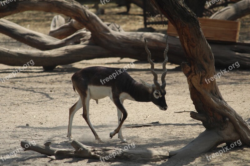 Black Buck Deer Mammal Nature Wildlife