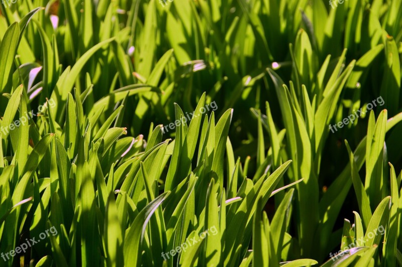 Lawn Plant Leaf Plants Garden Nature