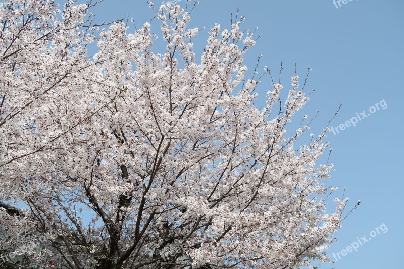 Wood Seasonal Cherry Blossoms Blue Sky Natural