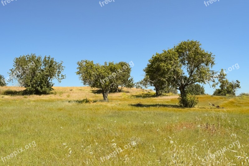 Nature Trees Landscape Field Meadow