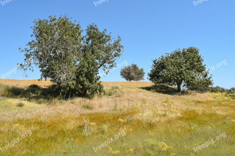 Nature Trees Landscape Field Meadow