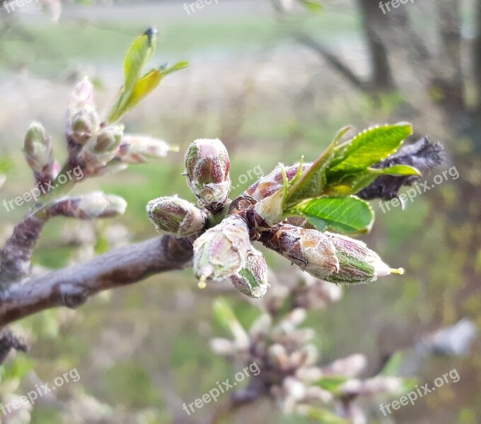 Shoots Tree Nature Close Up Bud