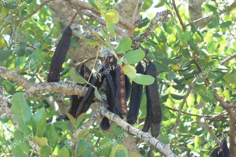 Tree Nature Branch Leaf Food