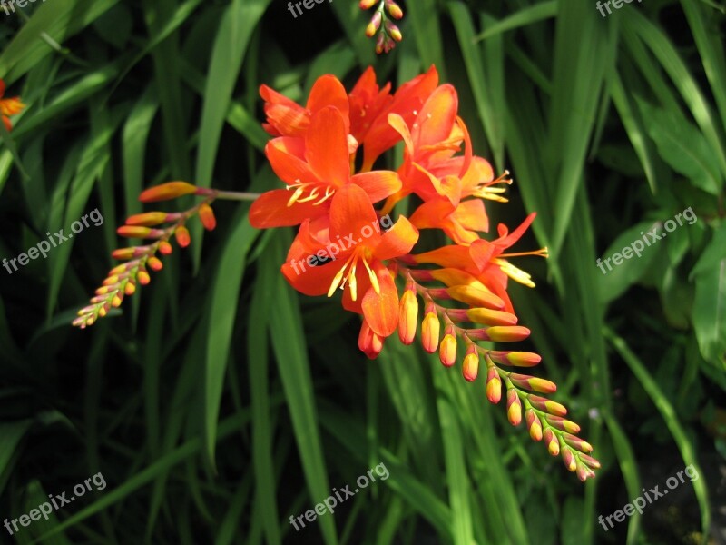 Nature Flora Flower Summer Garden