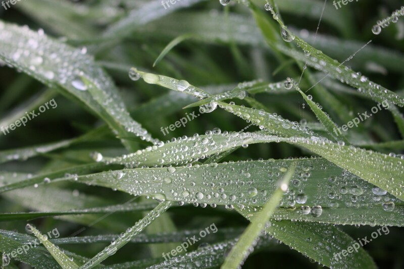 Leaf Dew Plant Nature Frost